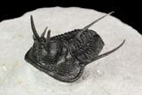 Devil Horned Cyphaspis Walteri Trilobite #126245-4